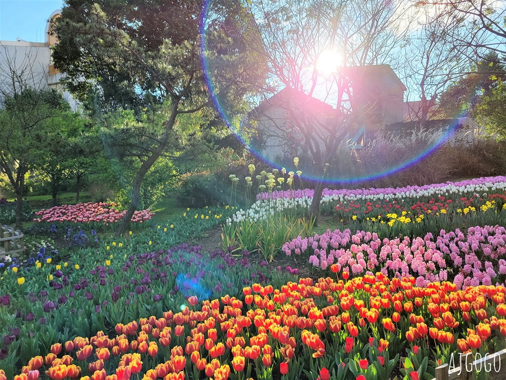 台北景點 台北花卉實驗中心 陽明山免費祕密花園 茶花、鬱金香、櫻花 台北一日遊推薦