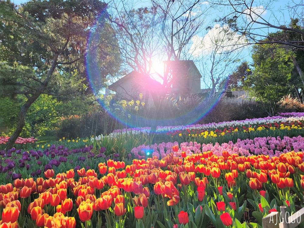 台北景點 台北花卉實驗中心 陽明山免費祕密花園 茶花、鬱金香、櫻花 台北一日遊推薦