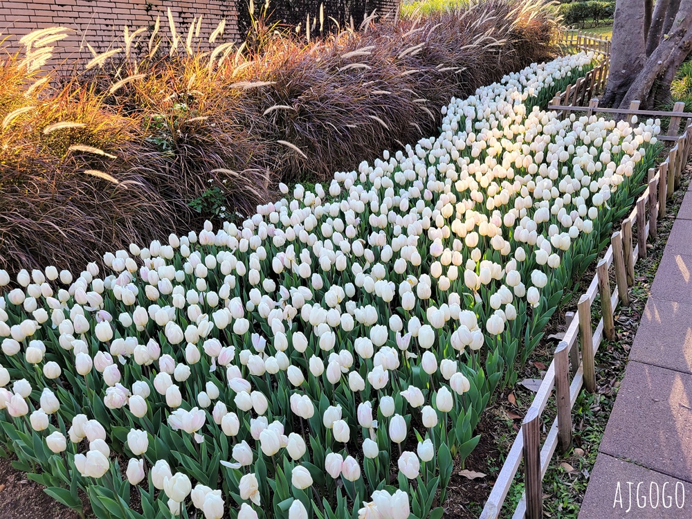 台北景點 台北花卉實驗中心 陽明山免費祕密花園 茶花、鬱金香、櫻花 台北一日遊推薦