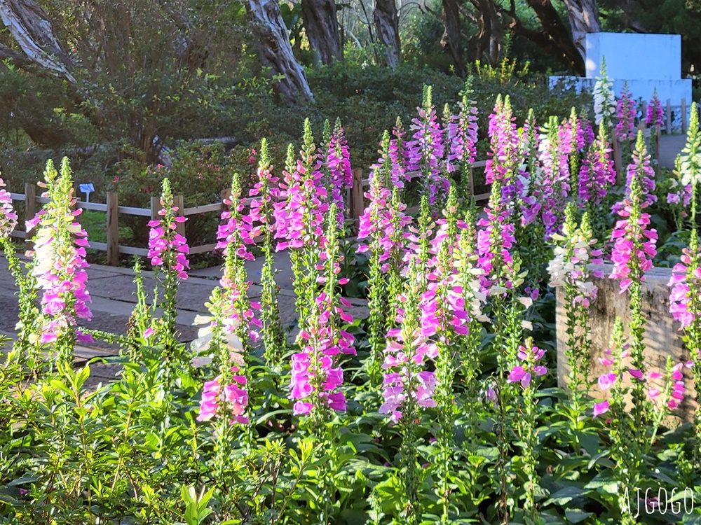 台北景點 台北花卉實驗中心 陽明山免費祕密花園 茶花、鬱金香、櫻花 台北一日遊推薦