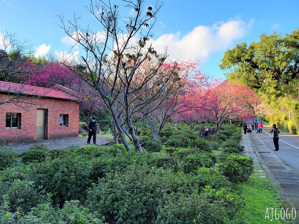 台北景點 台北花卉實驗中心 陽明山免費祕密花園 茶花、鬱金香、櫻花 台北一日遊推薦
