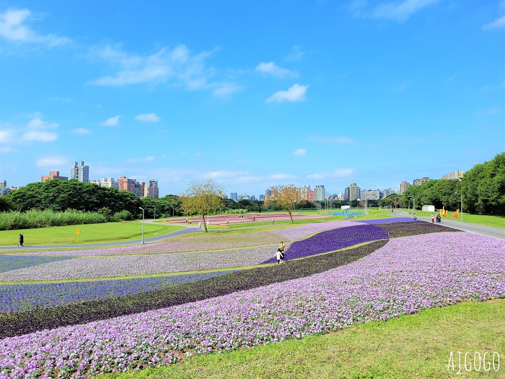 古亭河濱公園紫色花海 永福橋旁的台北免費景點 千坪河濱花毯地景