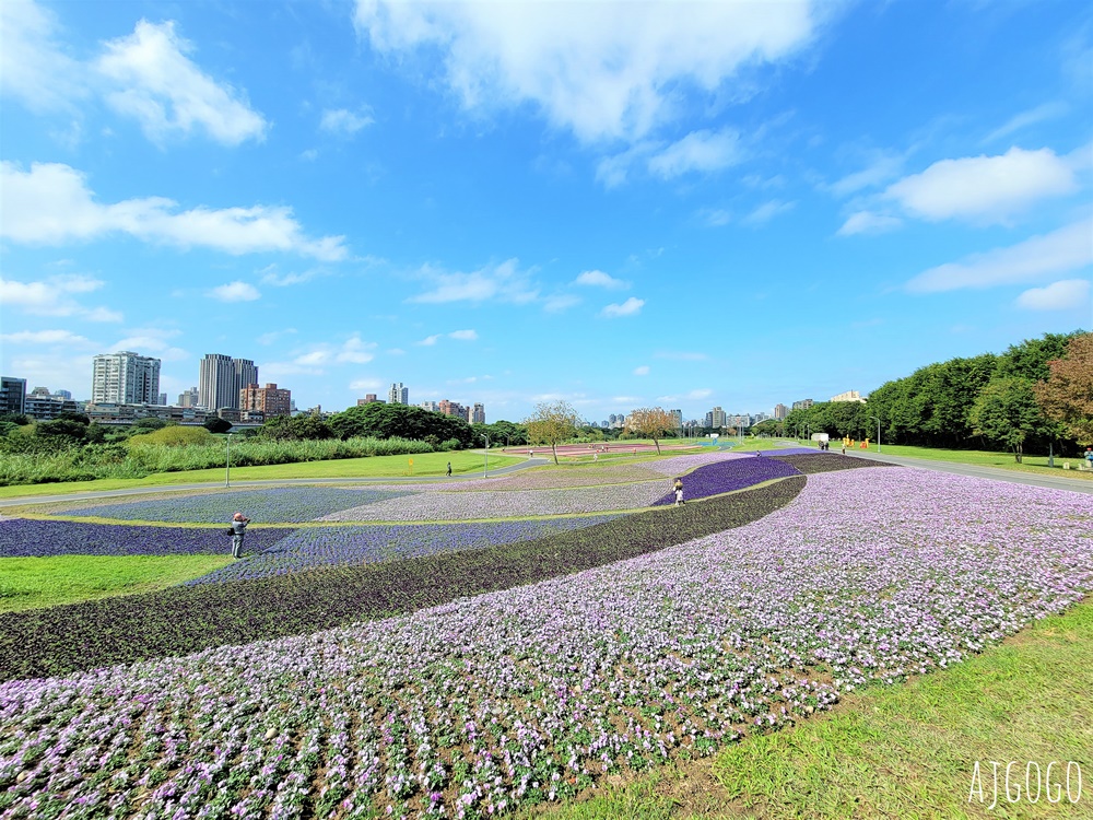 古亭河濱公園紫色花海 永福橋旁的台北免費景點 千坪河濱花毯地景
