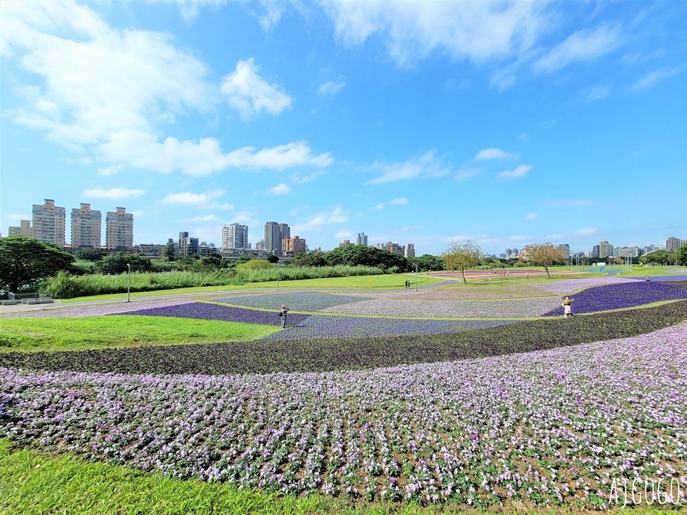 古亭河濱公園紫色花海 永福橋旁的台北免費景點 千坪河濱花毯地景