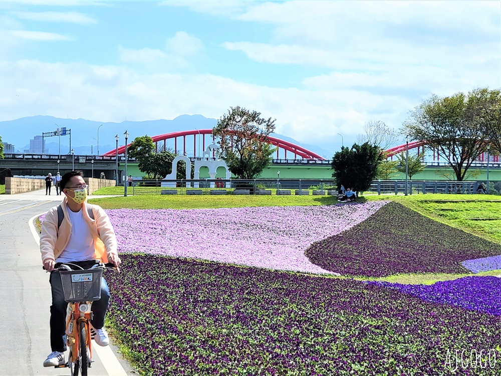 古亭河濱公園紫色花海 永福橋旁的台北免費景點 千坪河濱花毯地景