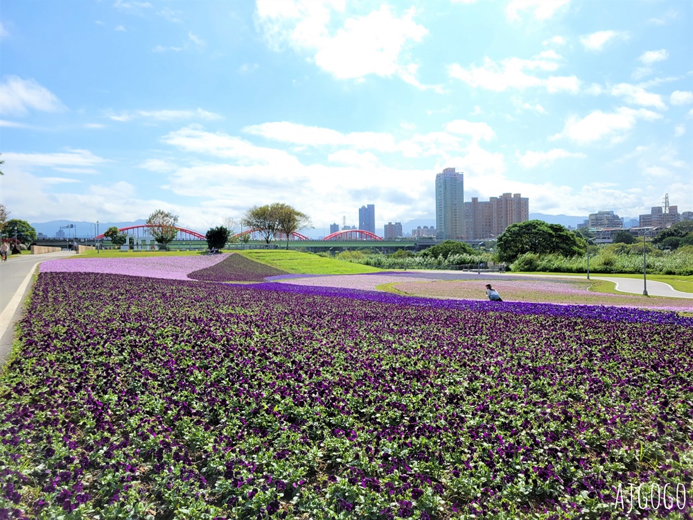 古亭河濱公園紫色花海 永福橋旁的台北免費景點 千坪河濱花毯地景