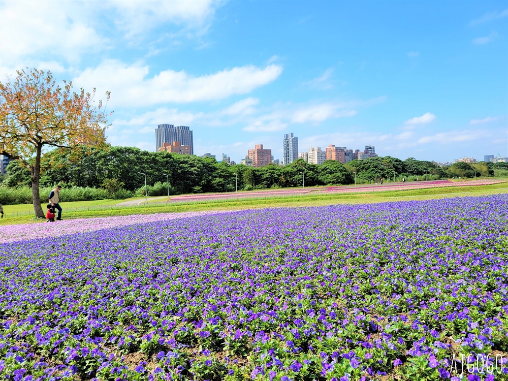 古亭河濱公園紫色花海 永福橋旁的台北免費景點 千坪河濱花毯地景