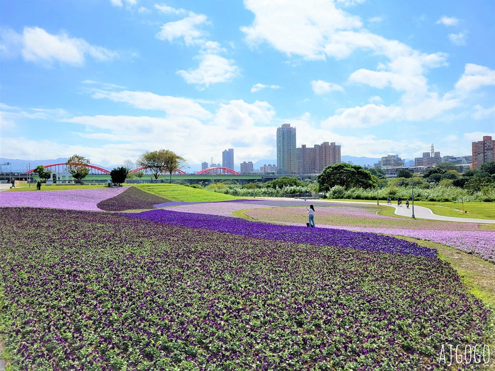 古亭河濱公園紫色花海 永福橋旁的台北免費景點 千坪河濱花毯地景