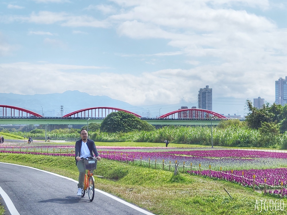 古亭河濱公園紫色花海 永福橋旁的台北免費景點 千坪河濱花毯地景