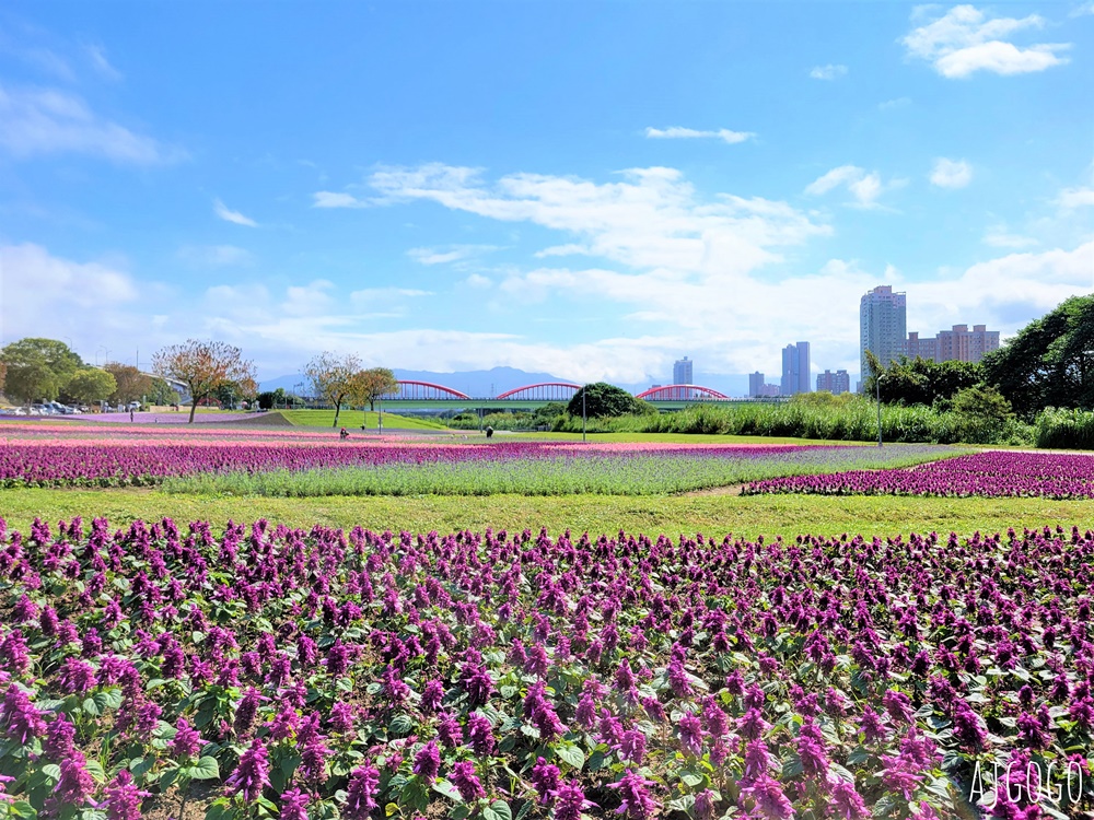 古亭河濱公園紫色花海 永福橋旁的台北免費景點 千坪河濱花毯地景