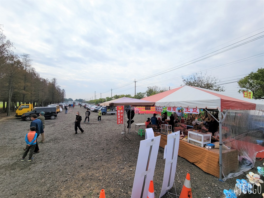 台南景點 台南六甲落羽松 台1線公路景點 可順遊鮮奶農場