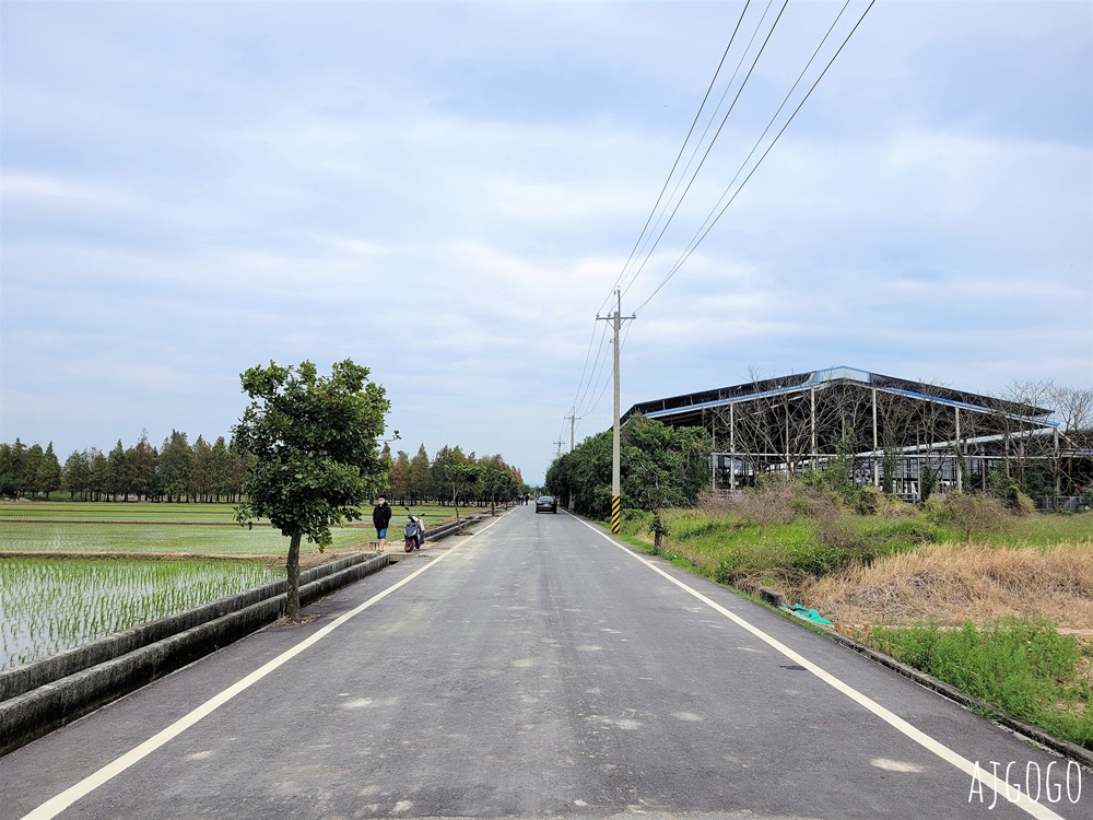 台南景點 台南六甲落羽松 台1線公路景點 可順遊鮮奶農場