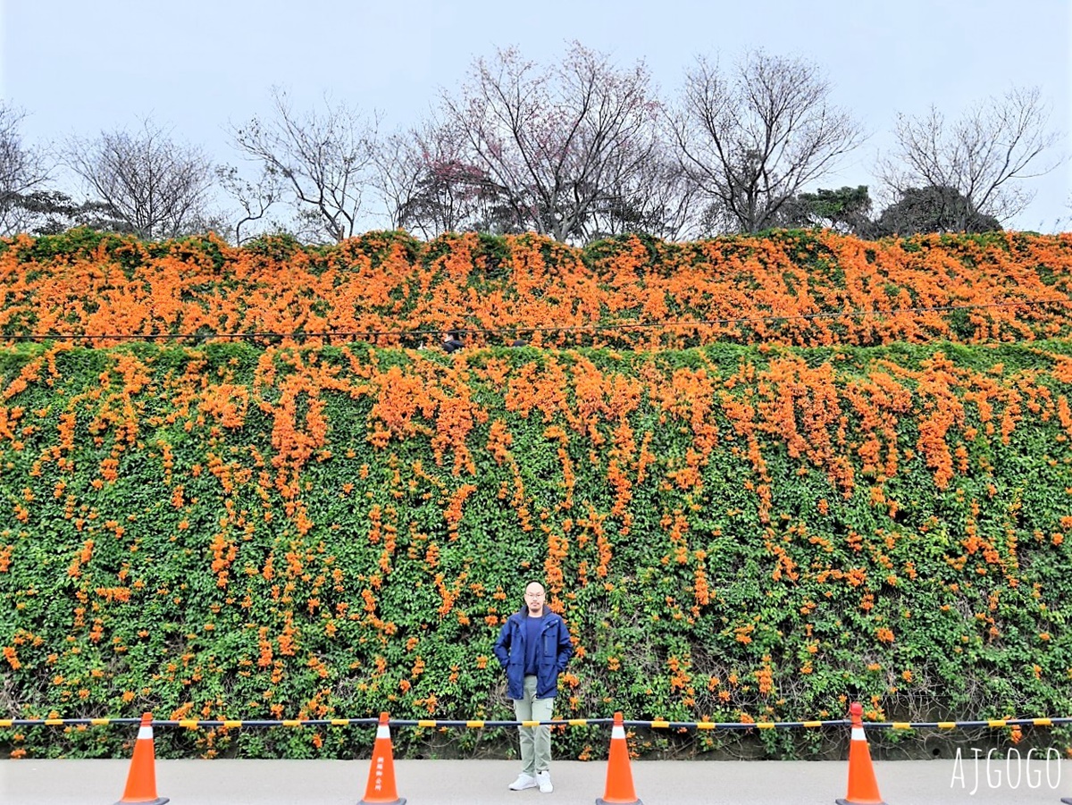 2026苗栗景點 銅鑼炮仗花海公園 炮仗花瀑布好壯觀 農曆年前後陸續盛開 停車分享 @AJ的旅行地圖