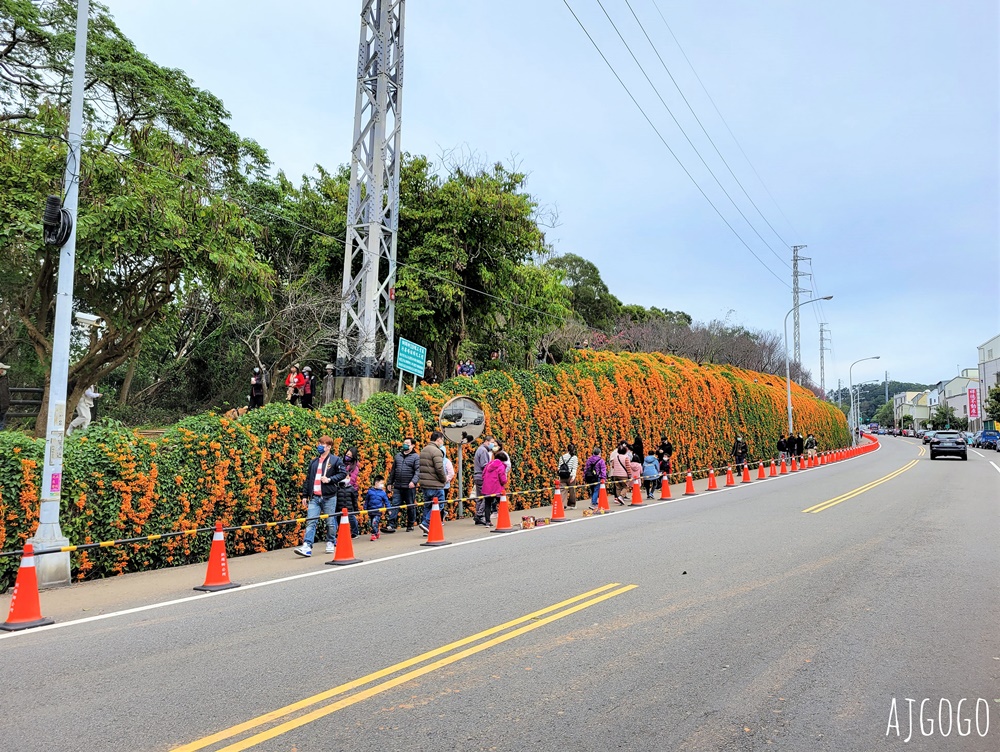 2026苗栗景點 銅鑼炮仗花海公園 炮仗花瀑布好壯觀 農曆年前後陸續盛開 停車分享