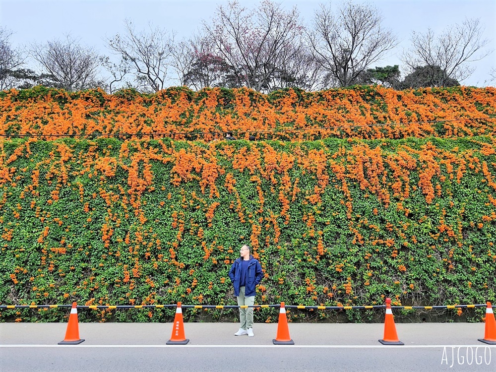 2026苗栗景點 銅鑼炮仗花海公園 炮仗花瀑布好壯觀 農曆年前後陸續盛開 停車分享