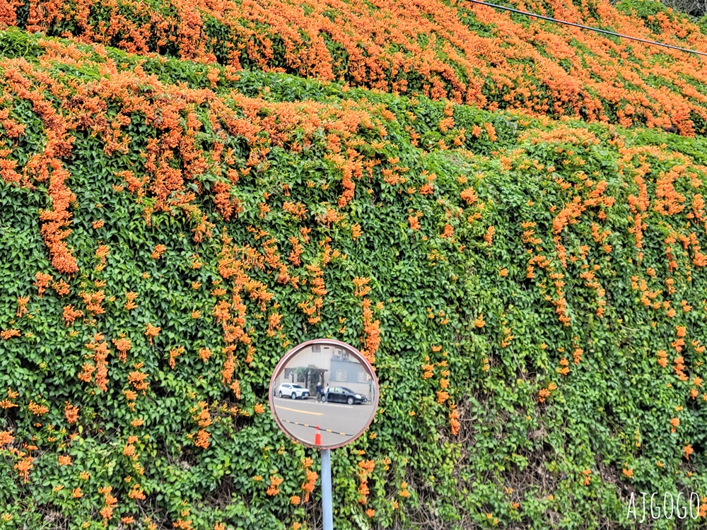2026苗栗景點 銅鑼炮仗花海公園 炮仗花瀑布好壯觀 農曆年前後陸續盛開 停車分享