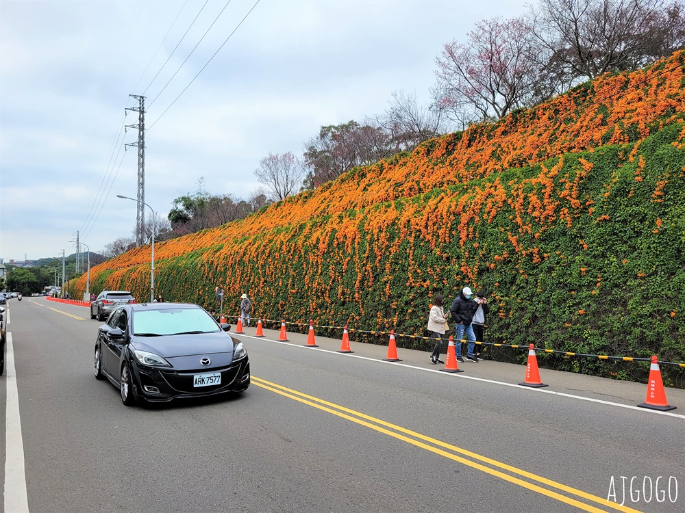 2026苗栗景點 銅鑼炮仗花海公園 炮仗花瀑布好壯觀 農曆年前後陸續盛開 停車分享
