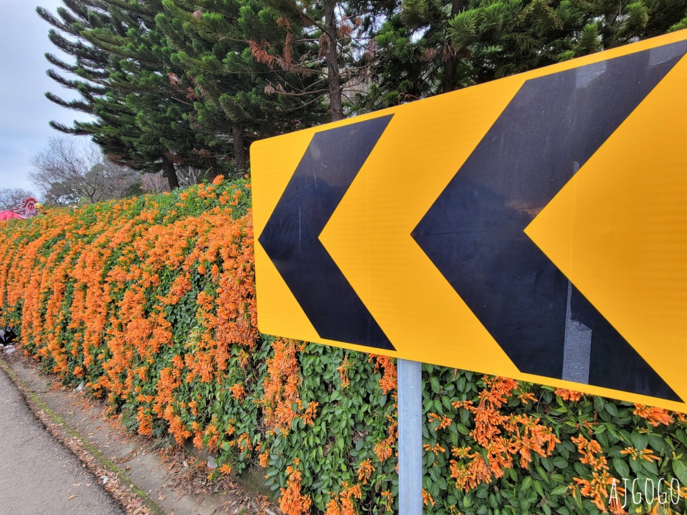 2026苗栗景點 銅鑼炮仗花海公園 炮仗花瀑布好壯觀 農曆年前後陸續盛開 停車分享