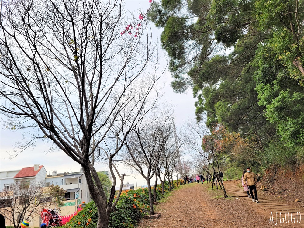 2026苗栗景點 銅鑼炮仗花海公園 炮仗花瀑布好壯觀 農曆年前後陸續盛開 停車分享