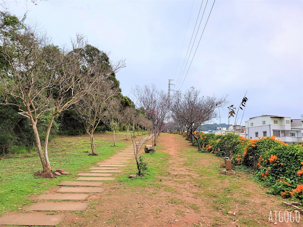 2026苗栗景點 銅鑼炮仗花海公園 炮仗花瀑布好壯觀 農曆年前後陸續盛開 停車分享