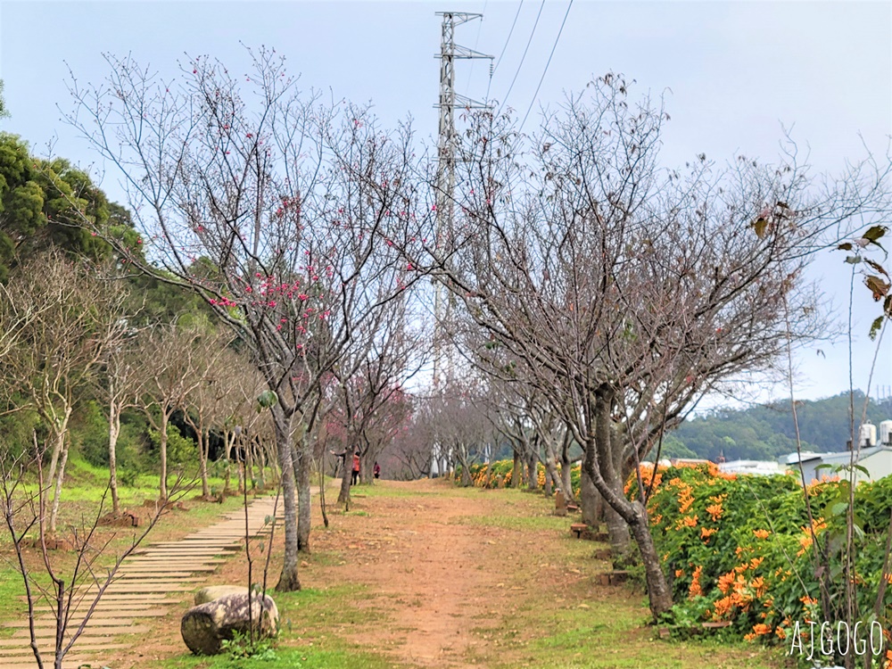 2026苗栗景點 銅鑼炮仗花海公園 炮仗花瀑布好壯觀 農曆年前後陸續盛開 停車分享