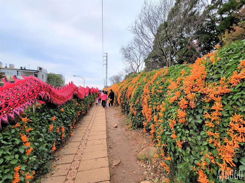 2026苗栗景點 銅鑼炮仗花海公園 炮仗花瀑布好壯觀 農曆年前後陸續盛開 停車分享
