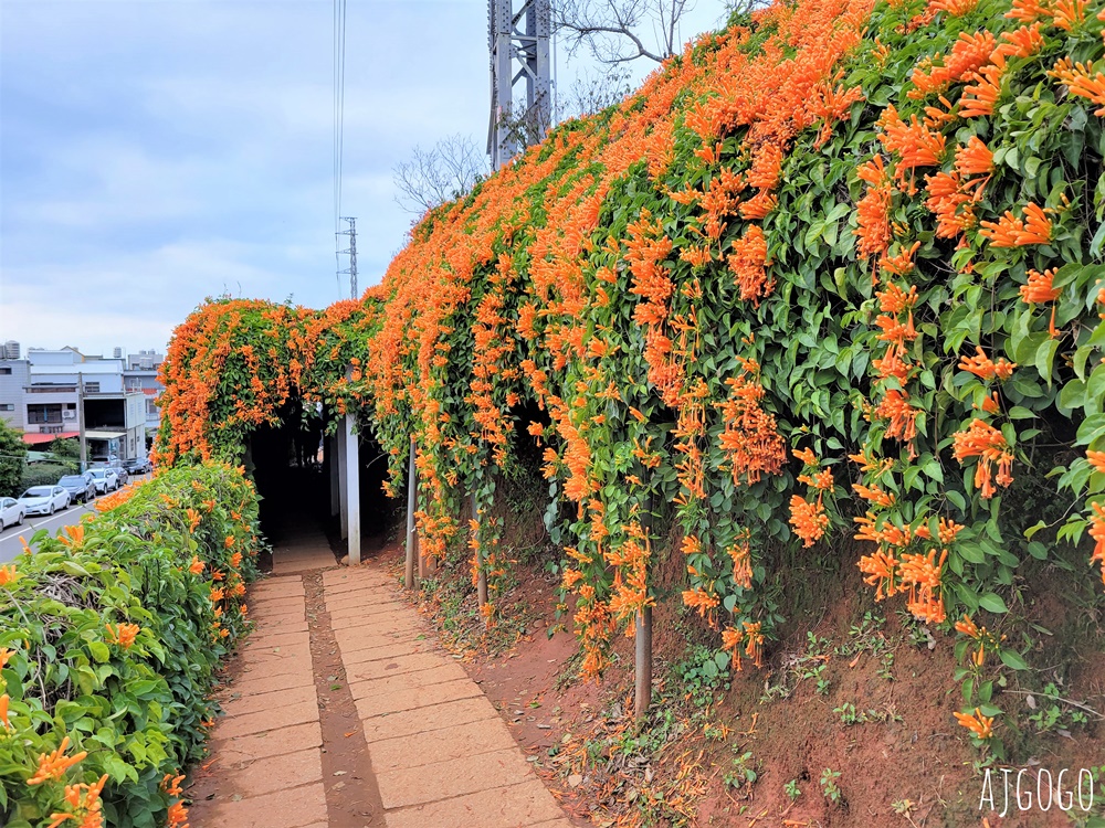 2026苗栗景點 銅鑼炮仗花海公園 炮仗花瀑布好壯觀 農曆年前後陸續盛開 停車分享