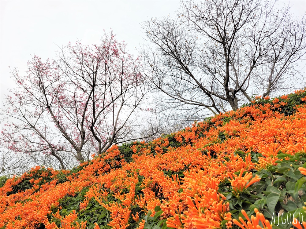 2026苗栗景點 銅鑼炮仗花海公園 炮仗花瀑布好壯觀 農曆年前後陸續盛開 停車分享