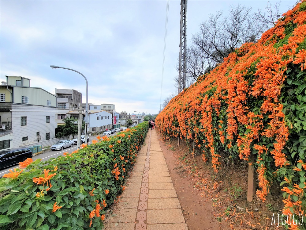 2026苗栗景點 銅鑼炮仗花海公園 炮仗花瀑布好壯觀 農曆年前後陸續盛開 停車分享