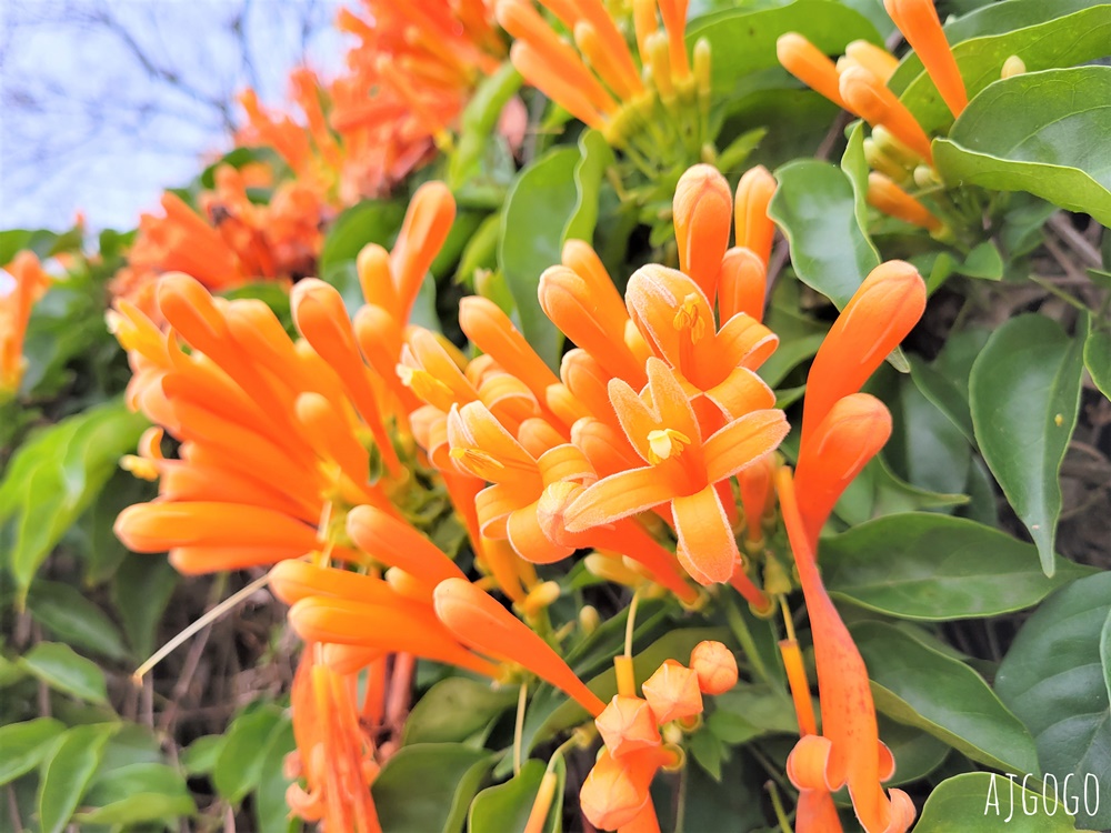 2026苗栗景點 銅鑼炮仗花海公園 炮仗花瀑布好壯觀 農曆年前後陸續盛開 停車分享