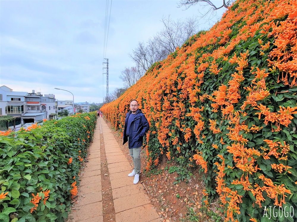 2026苗栗景點 銅鑼炮仗花海公園 炮仗花瀑布好壯觀 農曆年前後陸續盛開 停車分享