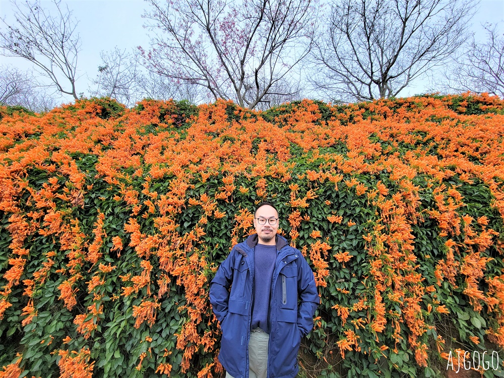 2026苗栗景點 銅鑼炮仗花海公園 炮仗花瀑布好壯觀 農曆年前後陸續盛開 停車分享