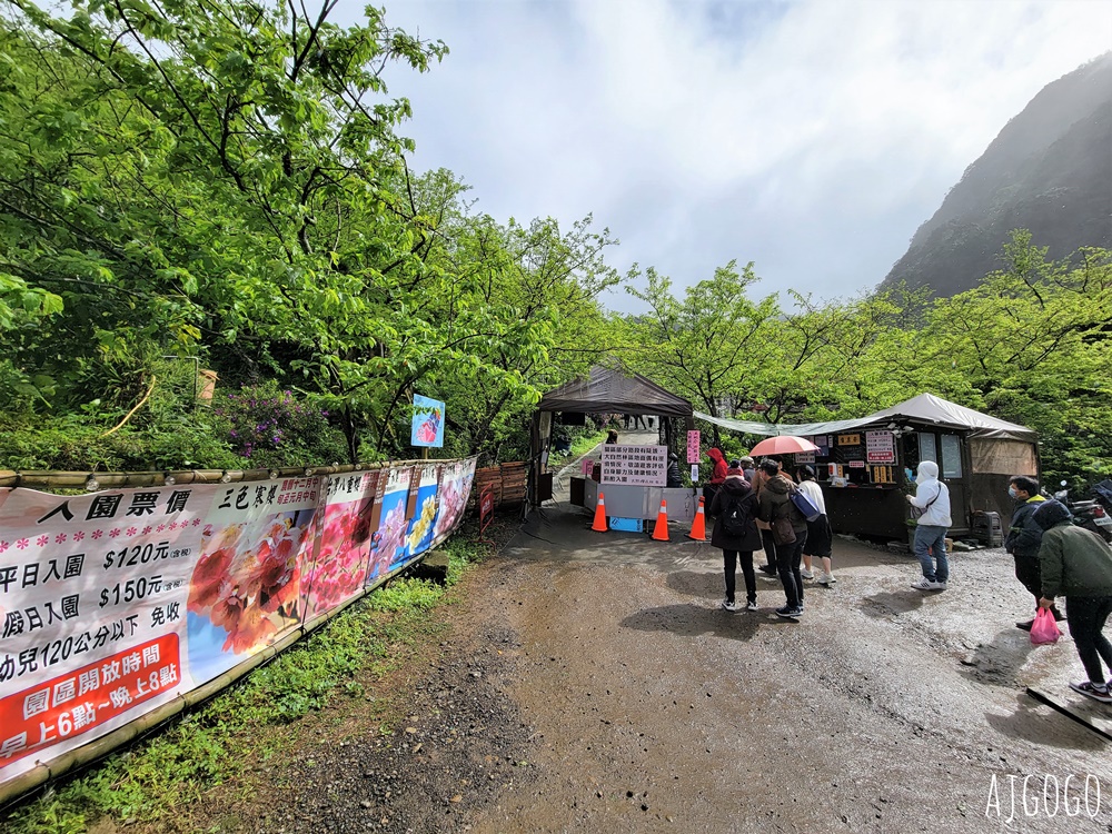 2026三峽大熊櫻花林 三色寒櫻、八重櫻、香水櫻、福爾摩沙櫻、吉野櫻陸續盛開 可看到4月初 2026三峽大熊櫻花林 三色寒櫻、八重櫻、香水櫻、福爾摩沙櫻、吉野櫻陸續盛開 可看到4月初