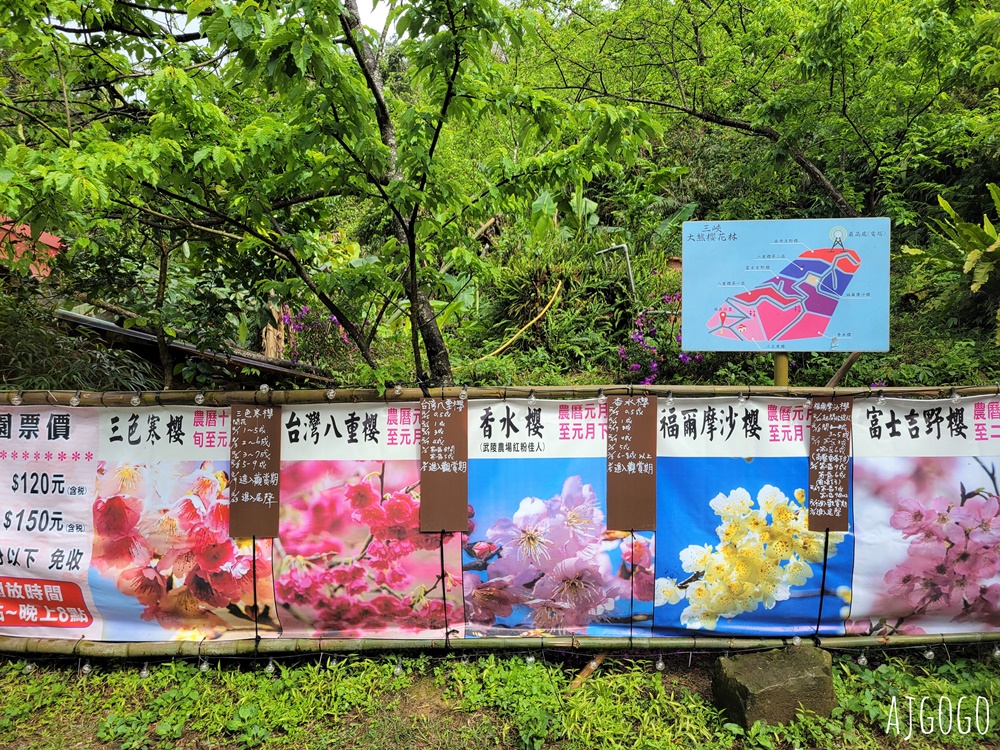 2026三峽大熊櫻花林 三色寒櫻、八重櫻、香水櫻、福爾摩沙櫻、吉野櫻陸續盛開 可看到4月初