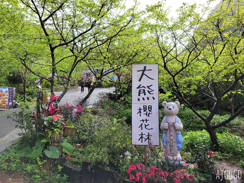 2026三峽大熊櫻花林 三色寒櫻、八重櫻、香水櫻、福爾摩沙櫻、吉野櫻陸續盛開 可看到4月初 2026三峽大熊櫻花林 三色寒櫻、八重櫻、香水櫻、福爾摩沙櫻、吉野櫻陸續盛開 可看到4月初