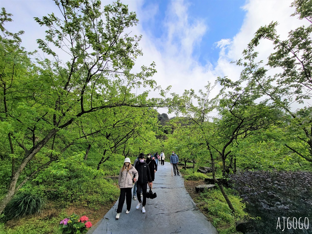2026三峽大熊櫻花林 三色寒櫻、八重櫻、香水櫻、福爾摩沙櫻、吉野櫻陸續盛開 可看到4月初