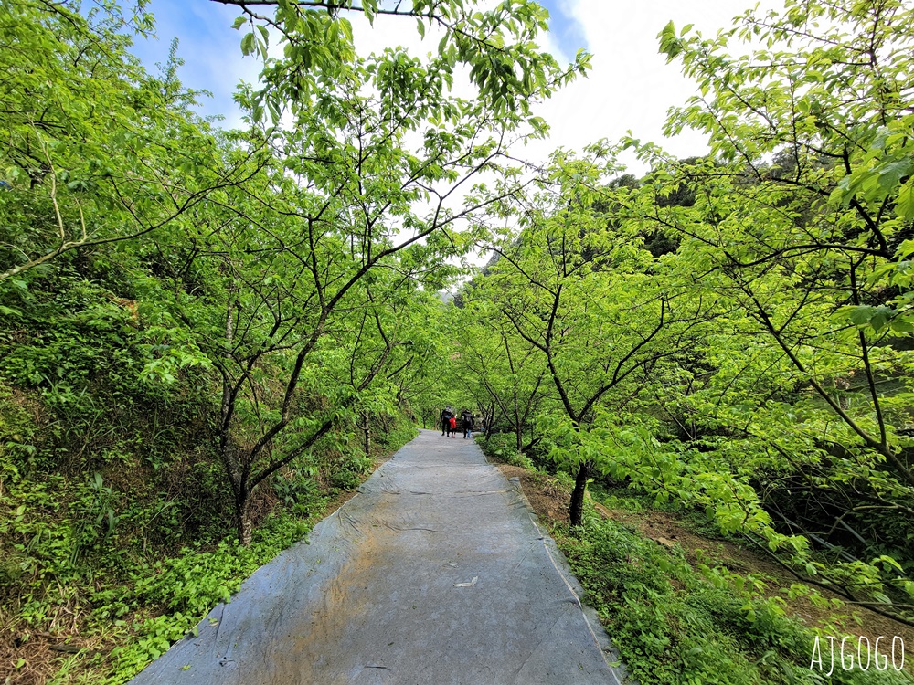 2026三峽大熊櫻花林 三色寒櫻、八重櫻、香水櫻、福爾摩沙櫻、吉野櫻陸續盛開 可看到4月初 2026三峽大熊櫻花林 三色寒櫻、八重櫻、香水櫻、福爾摩沙櫻、吉野櫻陸續盛開 可看到4月初