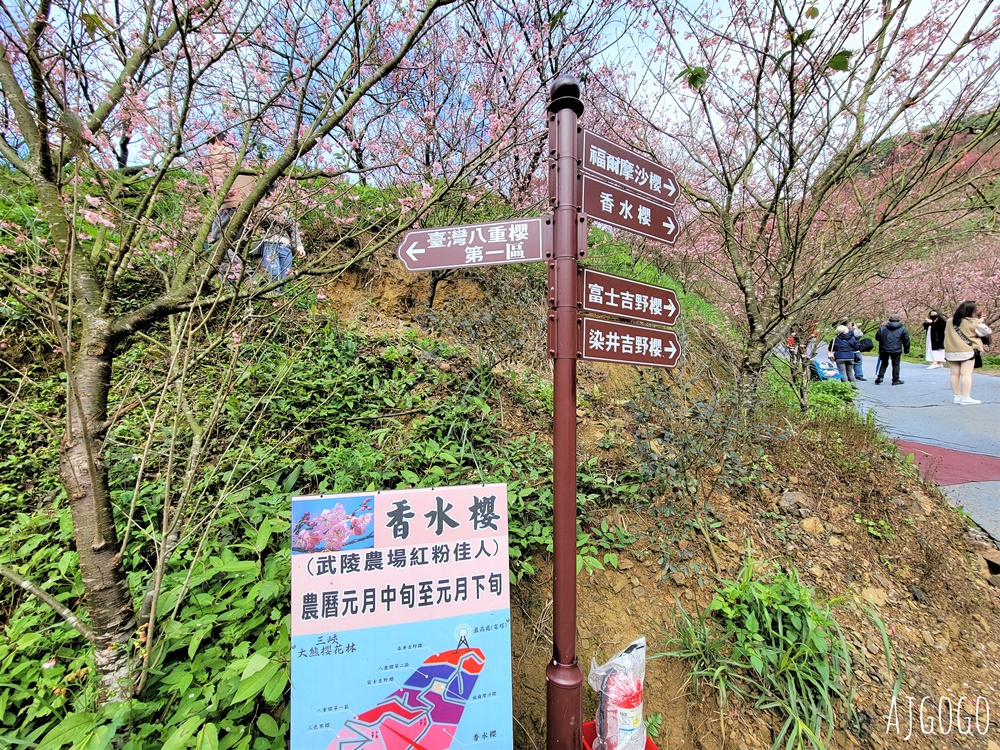 2026三峽大熊櫻花林 三色寒櫻、八重櫻、香水櫻、福爾摩沙櫻、吉野櫻陸續盛開 可看到4月初