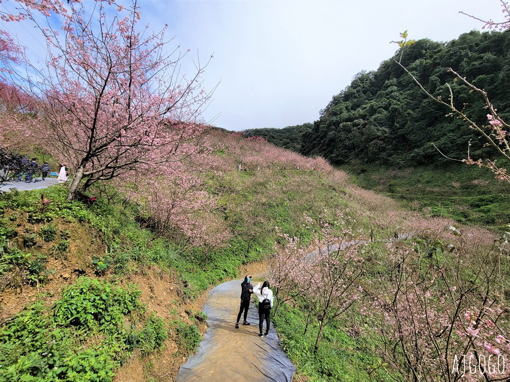 2026三峽大熊櫻花林 三色寒櫻、八重櫻、香水櫻、福爾摩沙櫻、吉野櫻陸續盛開 可看到4月初 2026三峽大熊櫻花林 三色寒櫻、八重櫻、香水櫻、福爾摩沙櫻、吉野櫻陸續盛開 可看到4月初