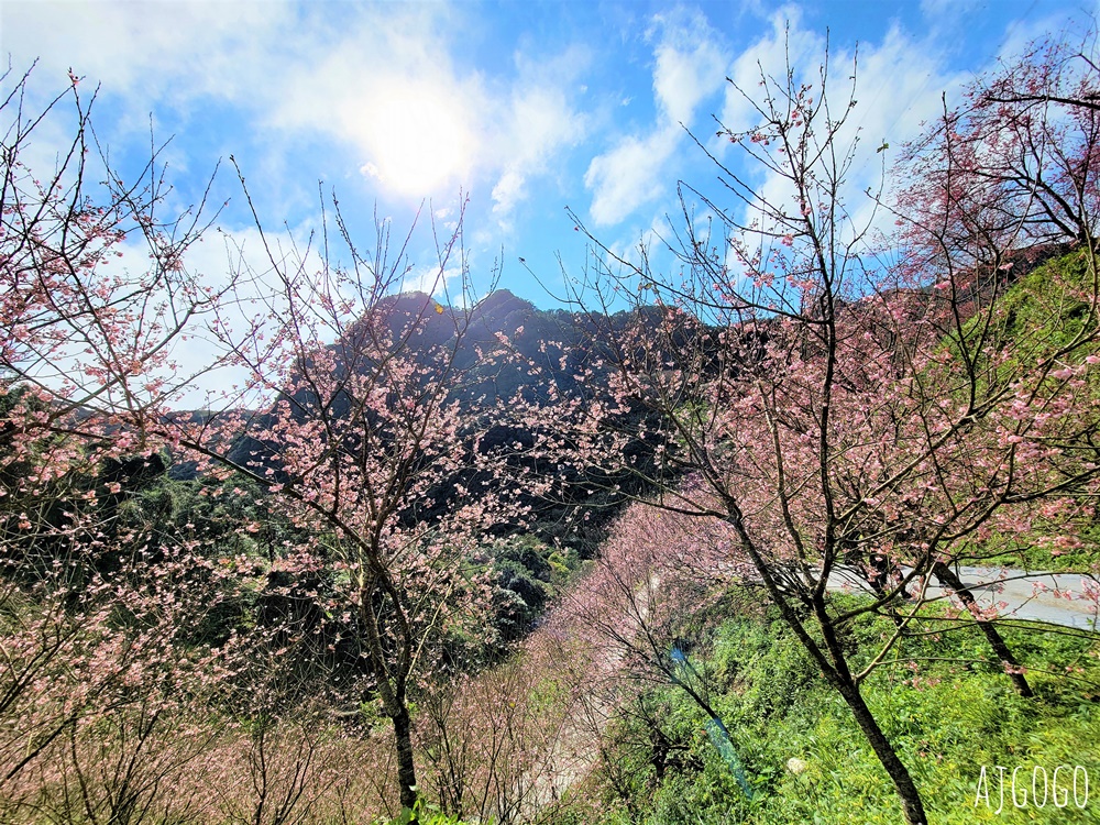 2026三峽大熊櫻花林 三色寒櫻、八重櫻、香水櫻、福爾摩沙櫻、吉野櫻陸續盛開 可看到4月初