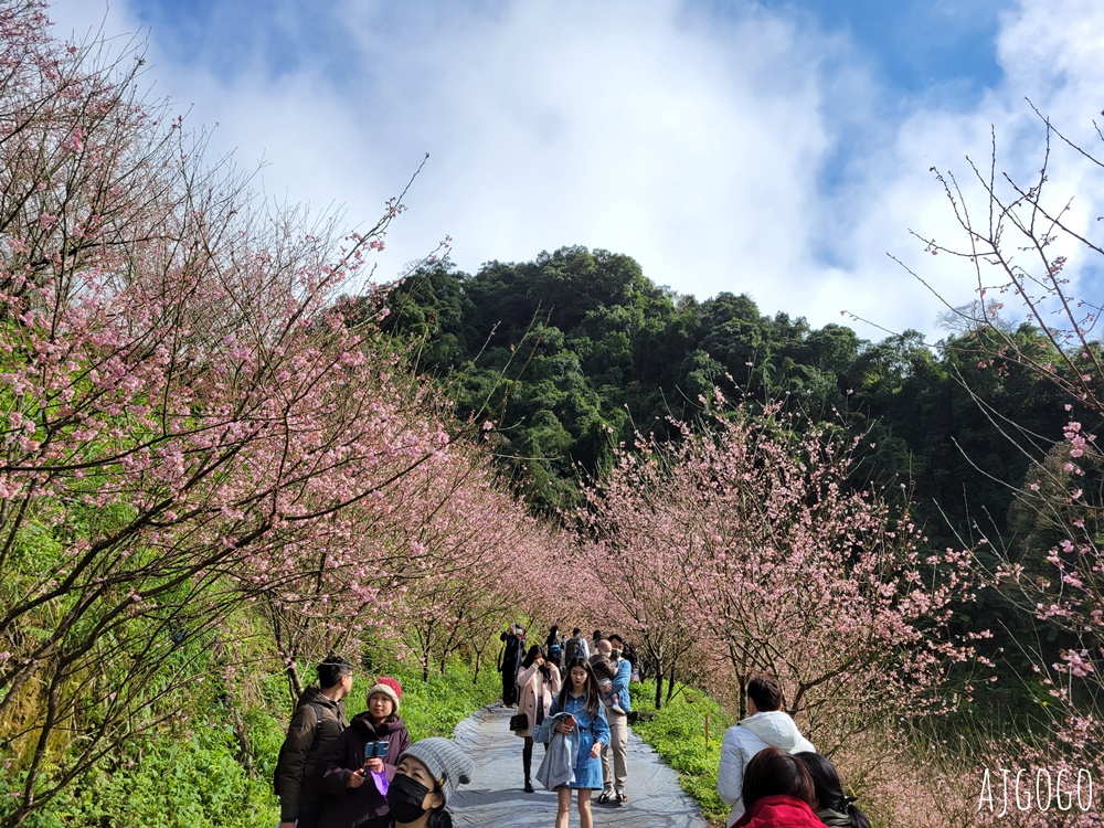 2026三峽大熊櫻花林 三色寒櫻、八重櫻、香水櫻、福爾摩沙櫻、吉野櫻陸續盛開 可看到4月初 2026三峽大熊櫻花林 三色寒櫻、八重櫻、香水櫻、福爾摩沙櫻、吉野櫻陸續盛開 可看到4月初