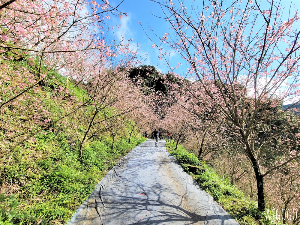 2026三峽大熊櫻花林 三色寒櫻、八重櫻、香水櫻、福爾摩沙櫻、吉野櫻陸續盛開 可看到4月初