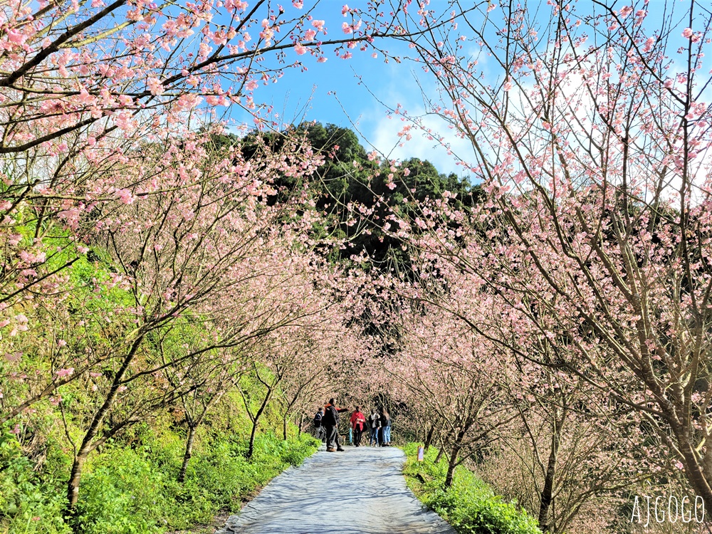 2026三峽大熊櫻花林 三色寒櫻、八重櫻、香水櫻、福爾摩沙櫻、吉野櫻陸續盛開 可看到4月初 2026三峽大熊櫻花林 三色寒櫻、八重櫻、香水櫻、福爾摩沙櫻、吉野櫻陸續盛開 可看到4月初