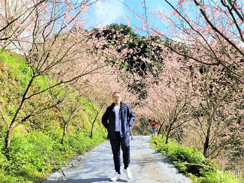 2026三峽大熊櫻花林 三色寒櫻、八重櫻、香水櫻、福爾摩沙櫻、吉野櫻陸續盛開 可看到4月初 2026三峽大熊櫻花林 三色寒櫻、八重櫻、香水櫻、福爾摩沙櫻、吉野櫻陸續盛開 可看到4月初