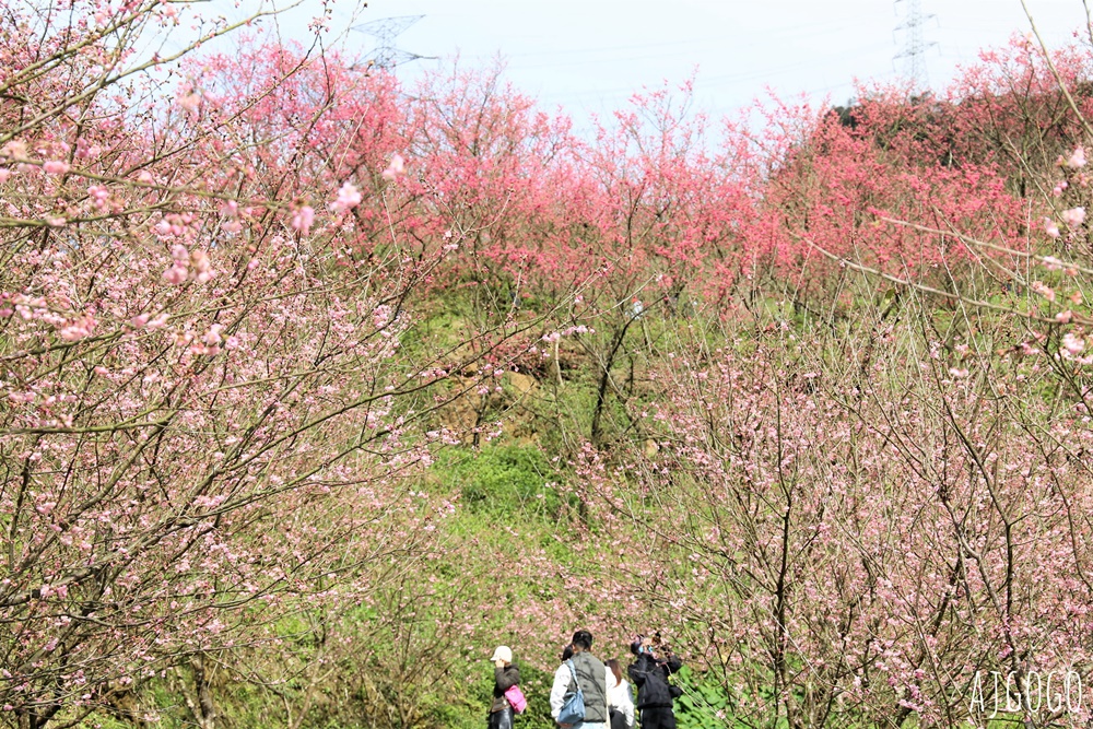 2026三峽大熊櫻花林 三色寒櫻、八重櫻、香水櫻、福爾摩沙櫻、吉野櫻陸續盛開 可看到4月初 2026三峽大熊櫻花林 三色寒櫻、八重櫻、香水櫻、福爾摩沙櫻、吉野櫻陸續盛開 可看到4月初