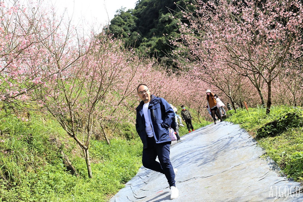 2026三峽大熊櫻花林 三色寒櫻、八重櫻、香水櫻、福爾摩沙櫻、吉野櫻陸續盛開 可看到4月初 2026三峽大熊櫻花林 三色寒櫻、八重櫻、香水櫻、福爾摩沙櫻、吉野櫻陸續盛開 可看到4月初