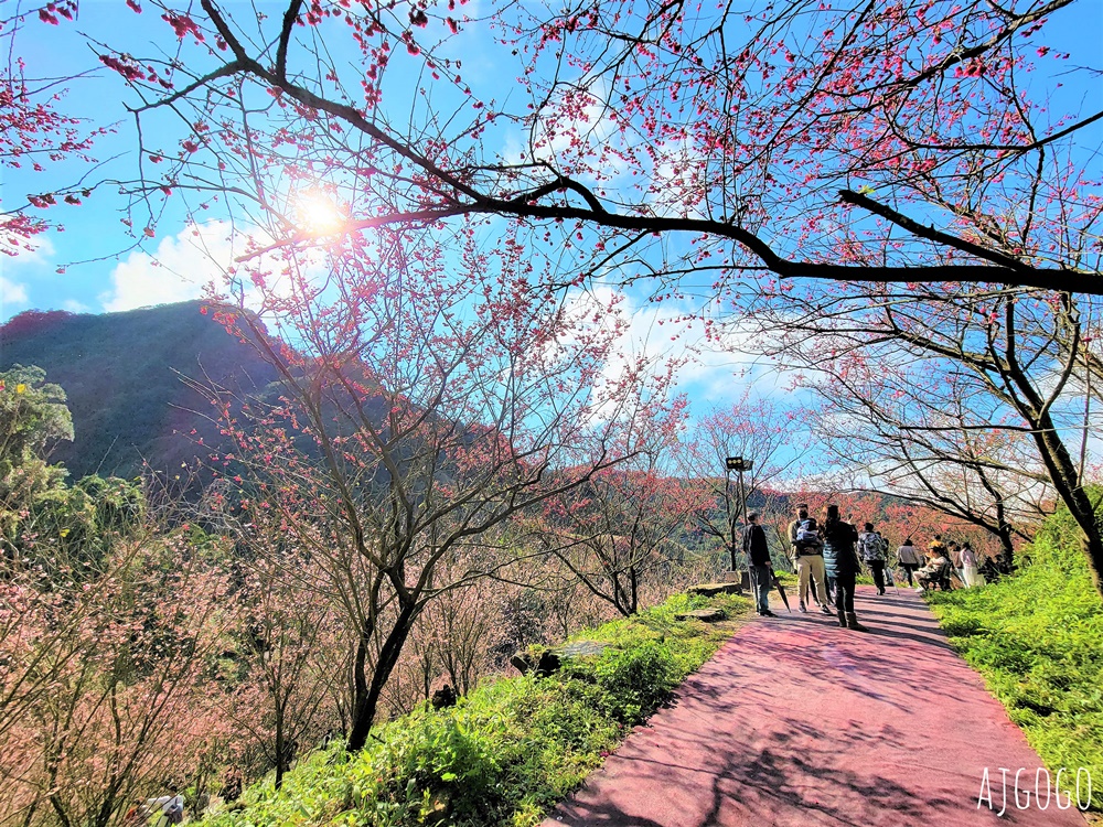 2026三峽大熊櫻花林 三色寒櫻、八重櫻、香水櫻、福爾摩沙櫻、吉野櫻陸續盛開 可看到4月初 2026三峽大熊櫻花林 三色寒櫻、八重櫻、香水櫻、福爾摩沙櫻、吉野櫻陸續盛開 可看到4月初