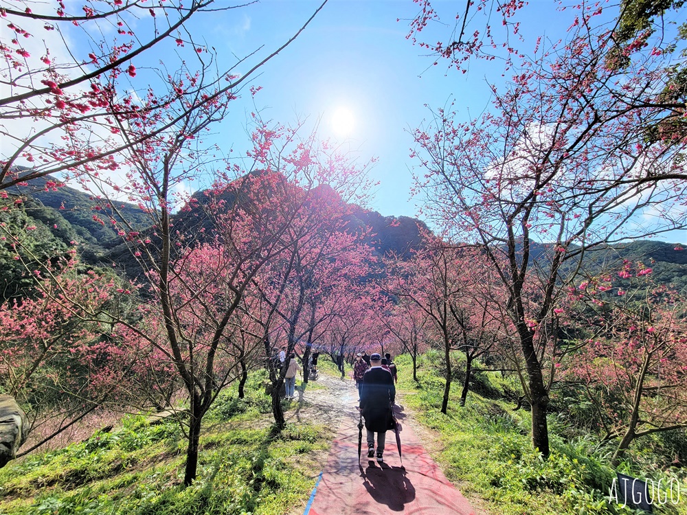 2026三峽大熊櫻花林 三色寒櫻、八重櫻、香水櫻、福爾摩沙櫻、吉野櫻陸續盛開 可看到4月初