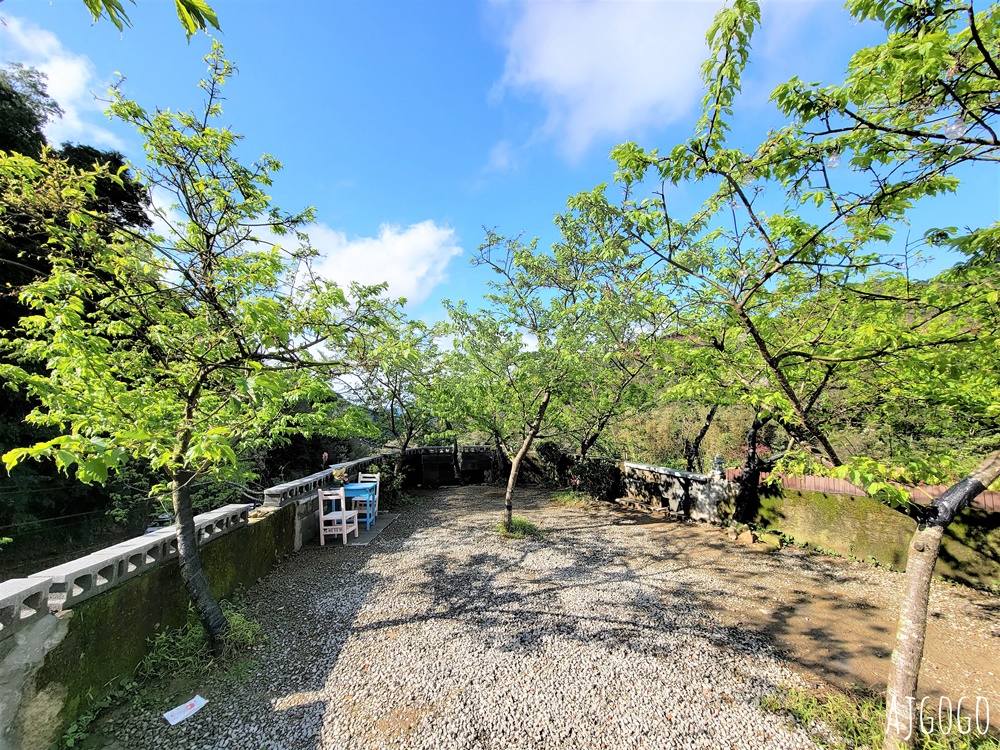 2026三峽大熊櫻花林 三色寒櫻、八重櫻、香水櫻、福爾摩沙櫻、吉野櫻陸續盛開 可看到4月初