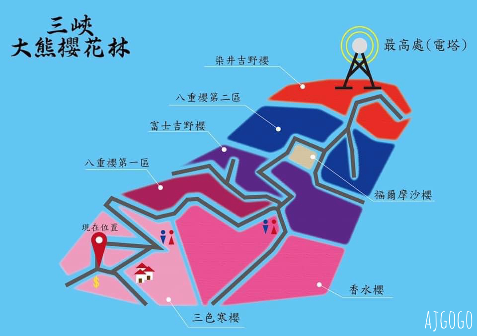 2026三峽大熊櫻花林 三色寒櫻、八重櫻、香水櫻、福爾摩沙櫻、吉野櫻陸續盛開 可看到4月初